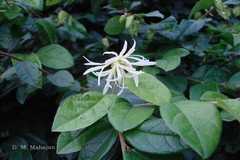 Loropetalum chinense